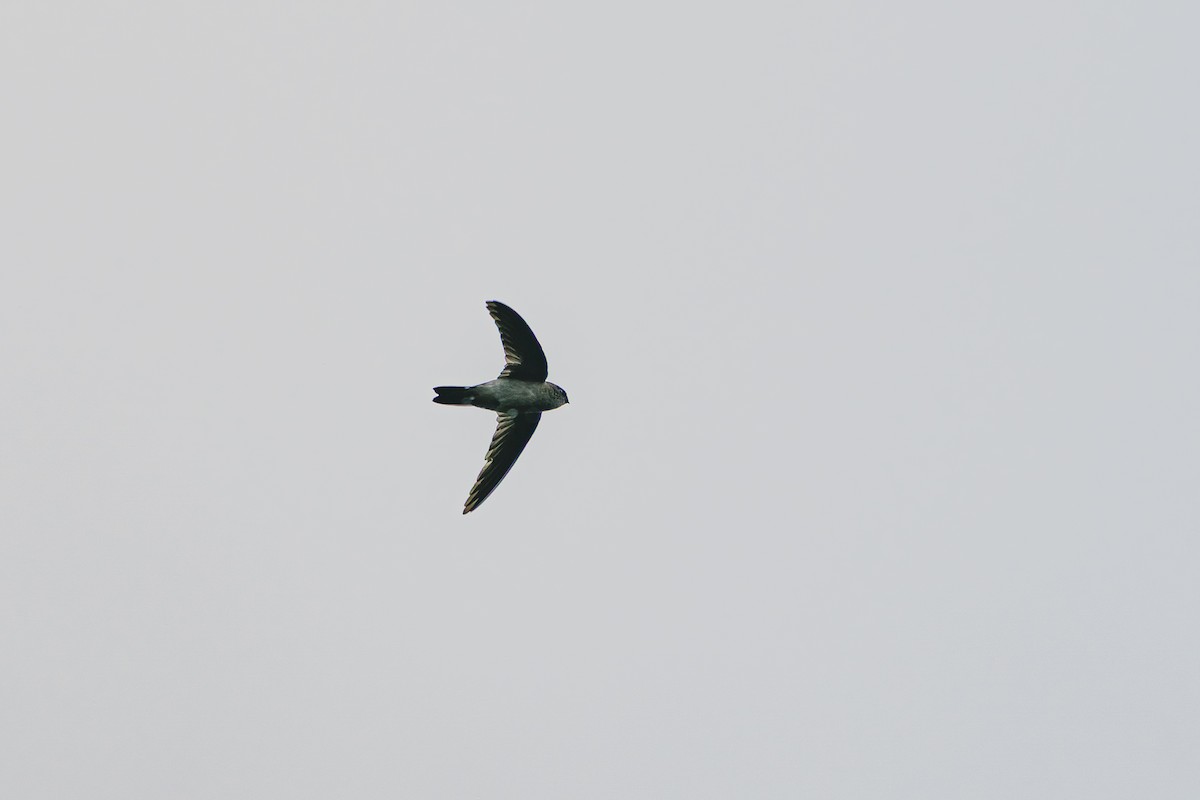 Mascarene Swiftlet - ML639501145