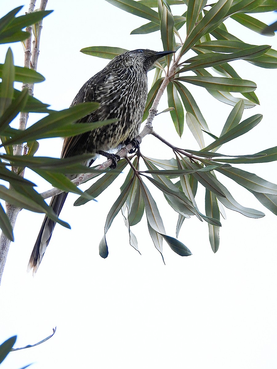 Little Wattlebird - ML639501210