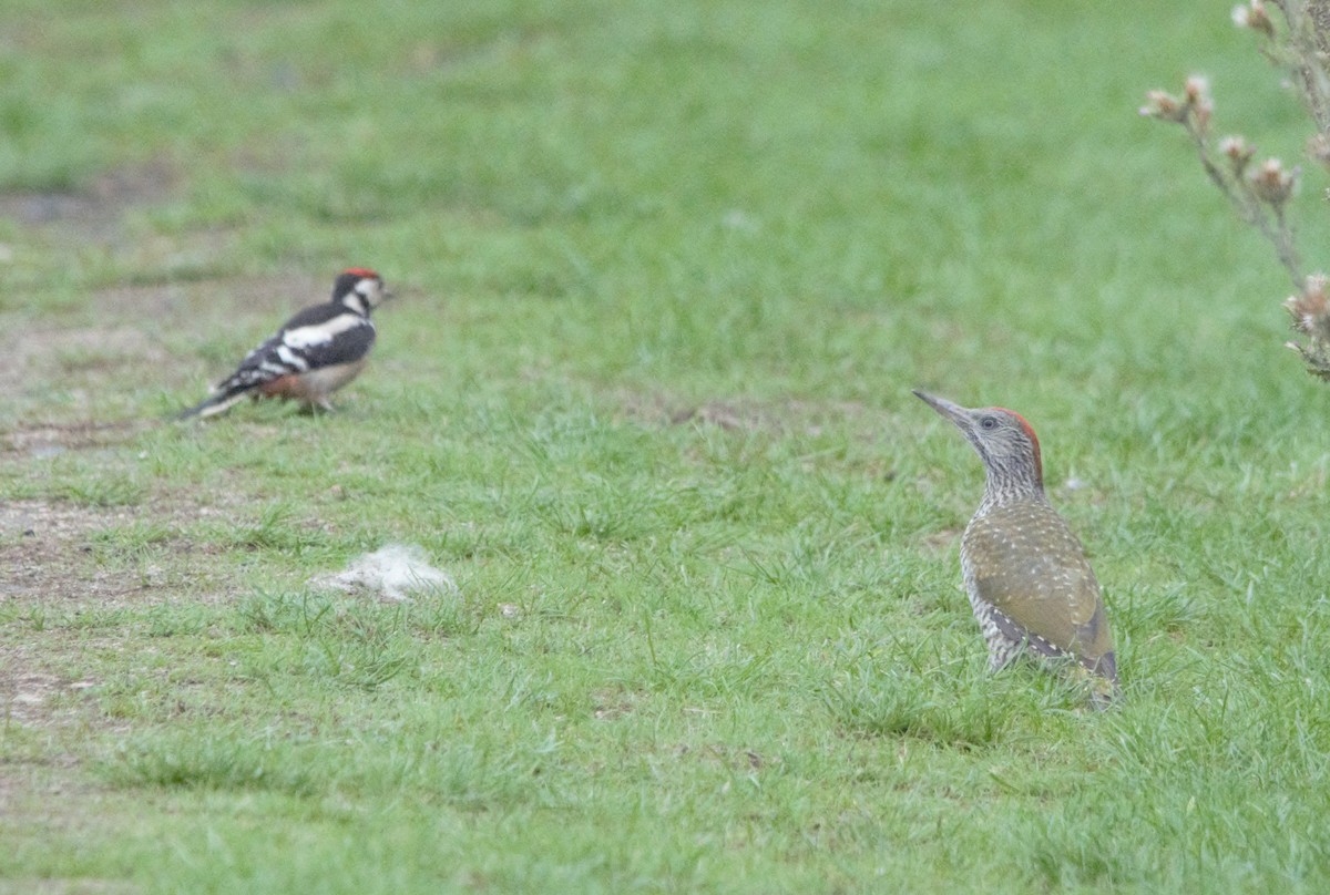 Eurasian Green Woodpecker - ML639501234