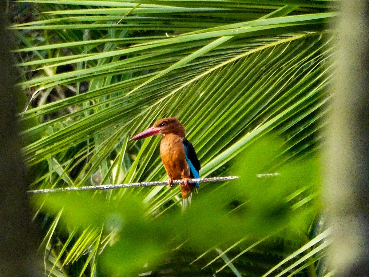 Brown-breasted Kingfisher - ML639501357