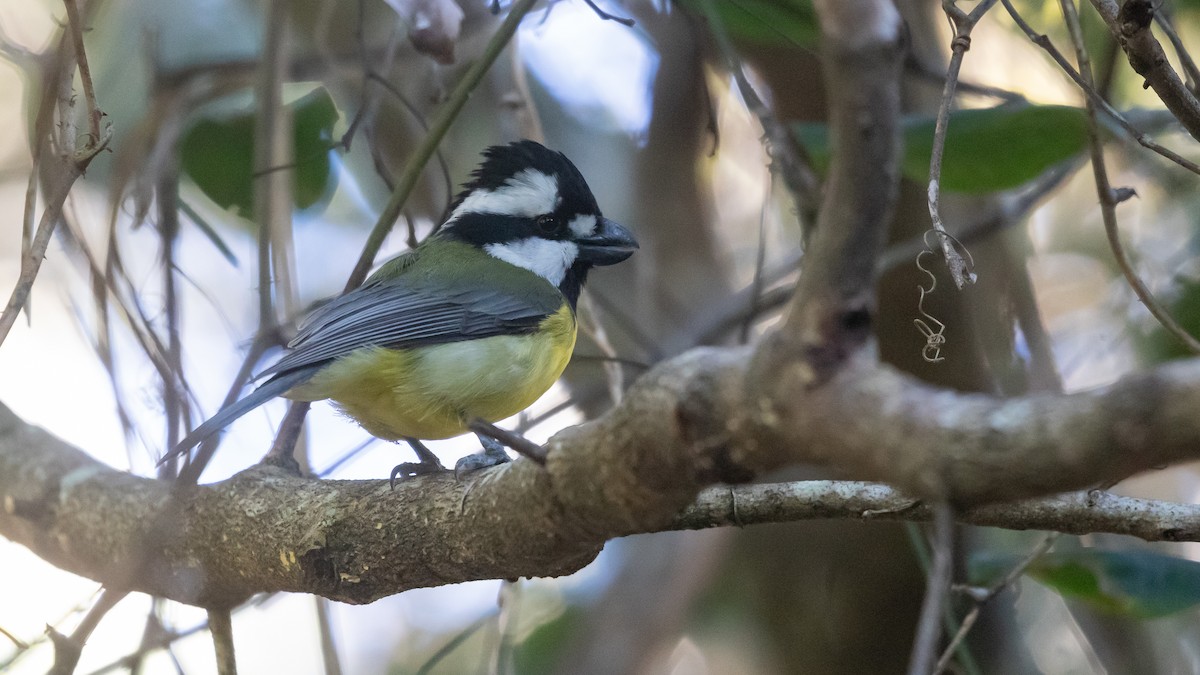 Eastern Shrike-tit - ML639501445