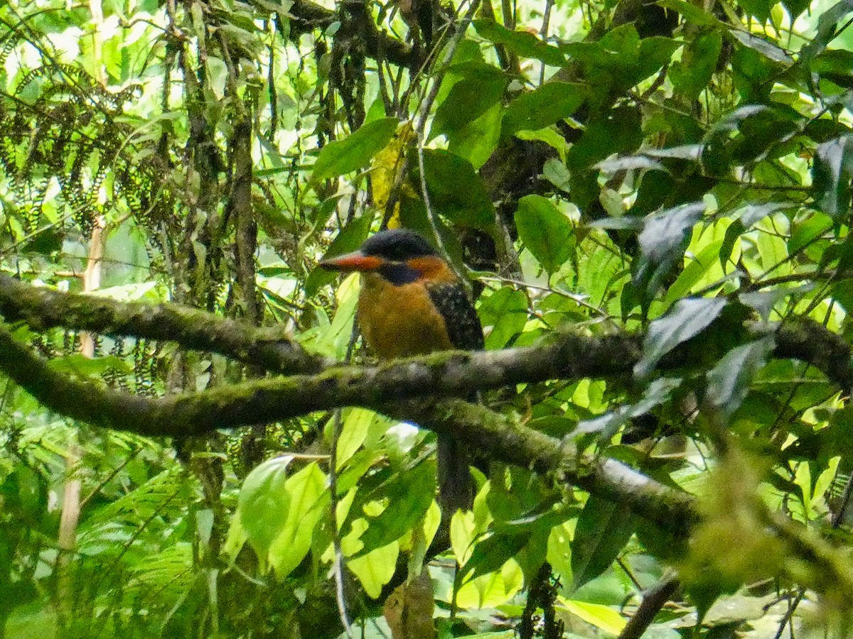 Blue-capped Kingfisher - ML639501491