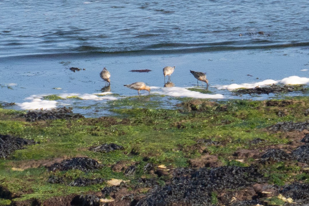 Bar-tailed Godwit - ML639501623