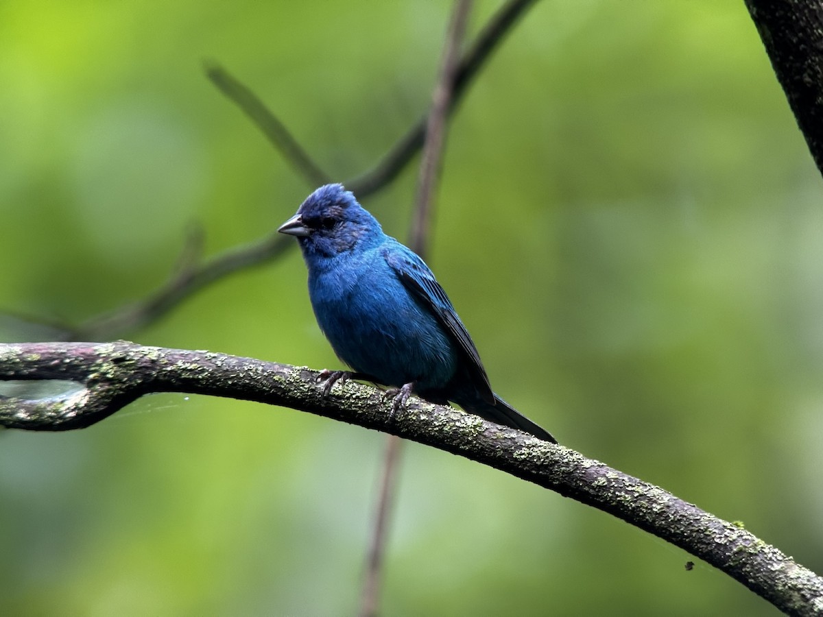 Passerin indigo - ML639501631