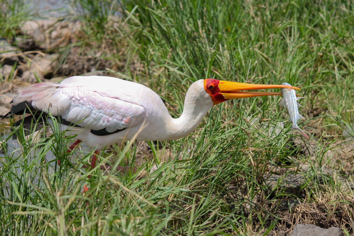 Yellow-billed Stork - ML639501637