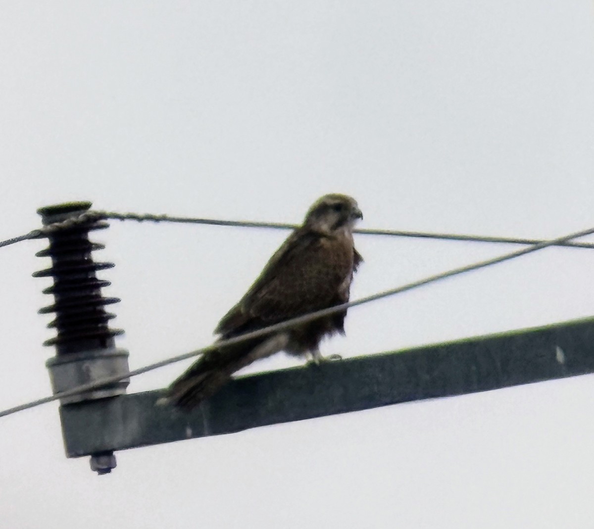 Saker Falcon - ML639501742