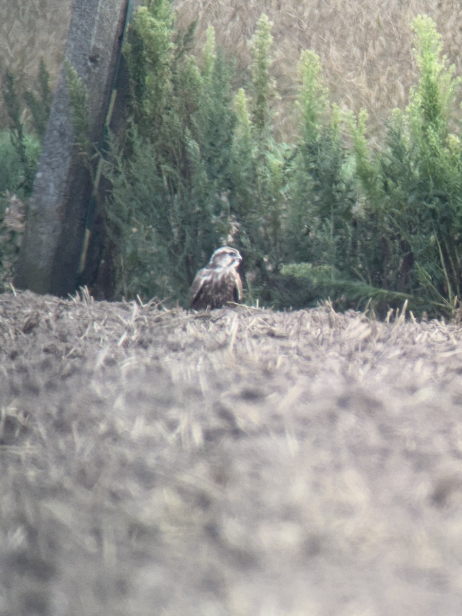 Saker Falcon - ML639501743