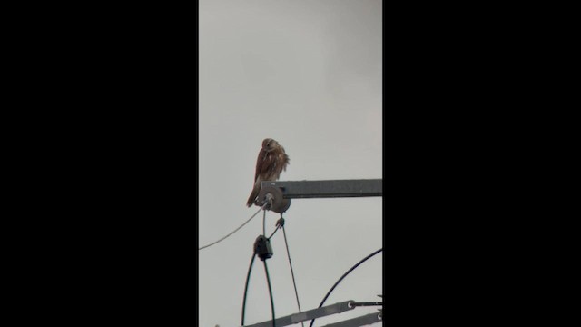 Saker Falcon - ML639501744