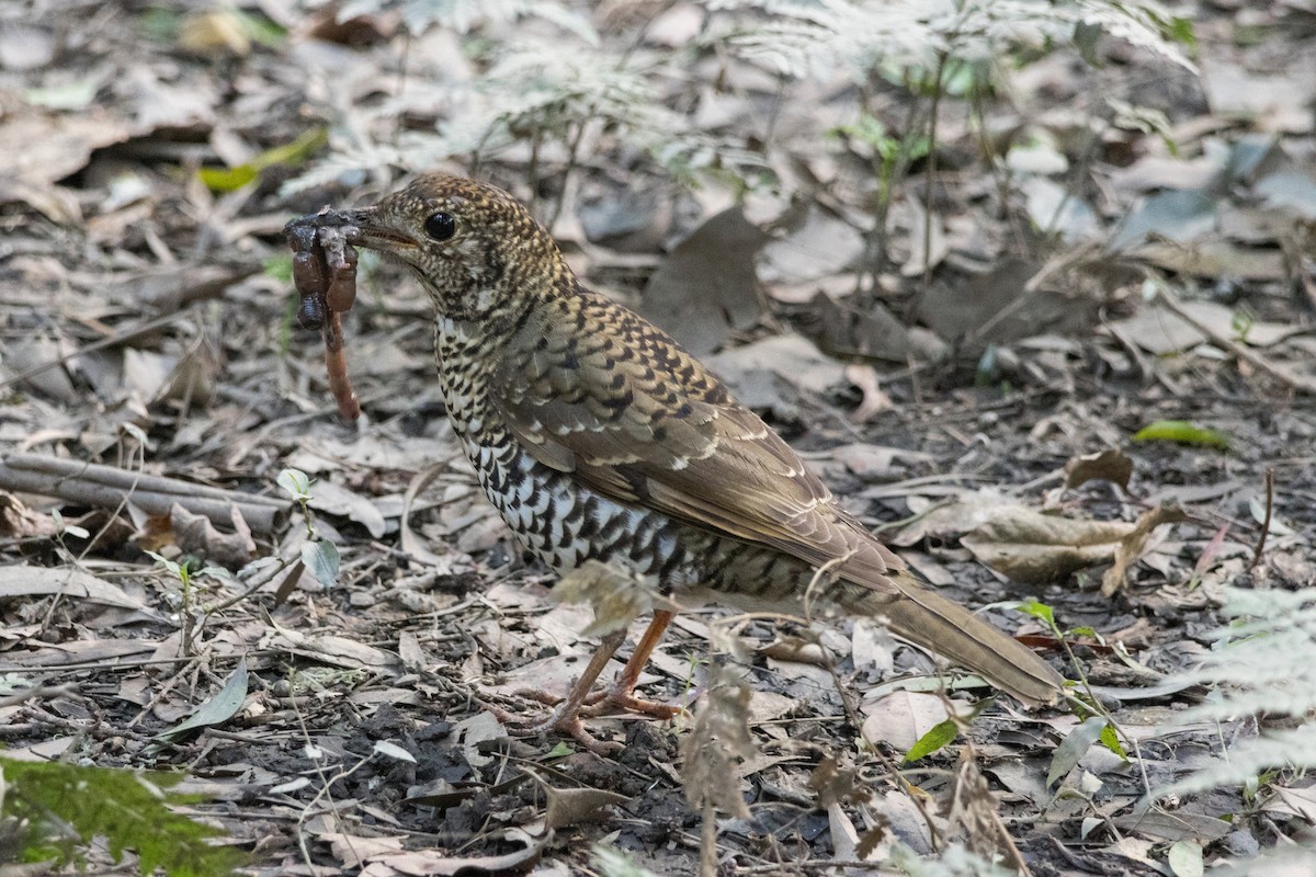 Bassian Thrush - ML639501830