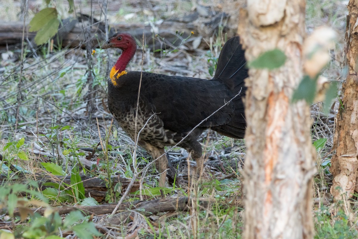 Australian Brushturkey - ML639501941
