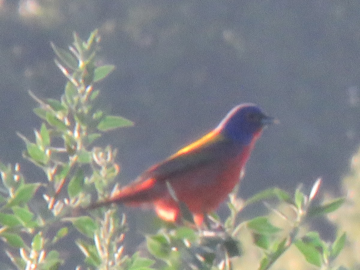 Painted Bunting - ML639501984
