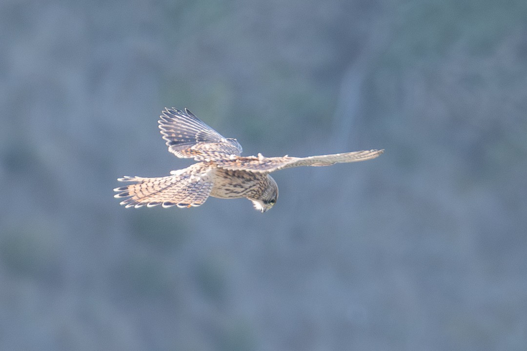 Eurasian Kestrel - ML639502030
