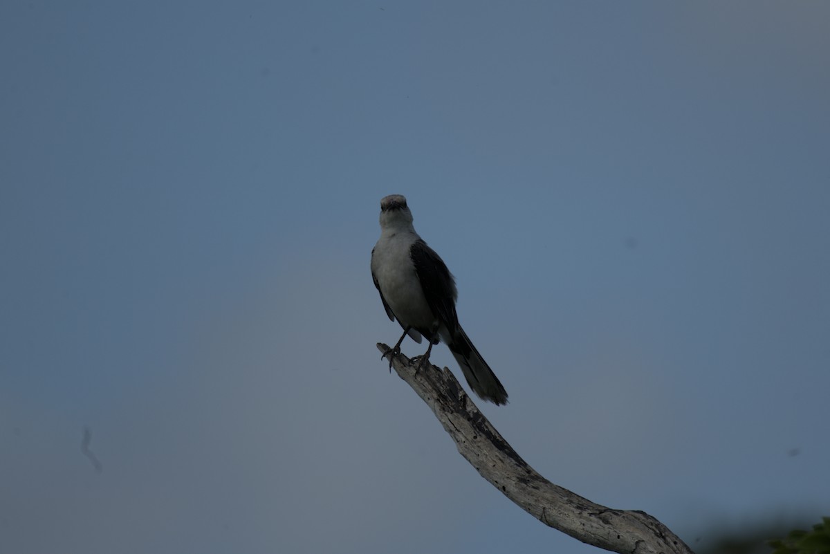 Tropical Mockingbird - ML639502129