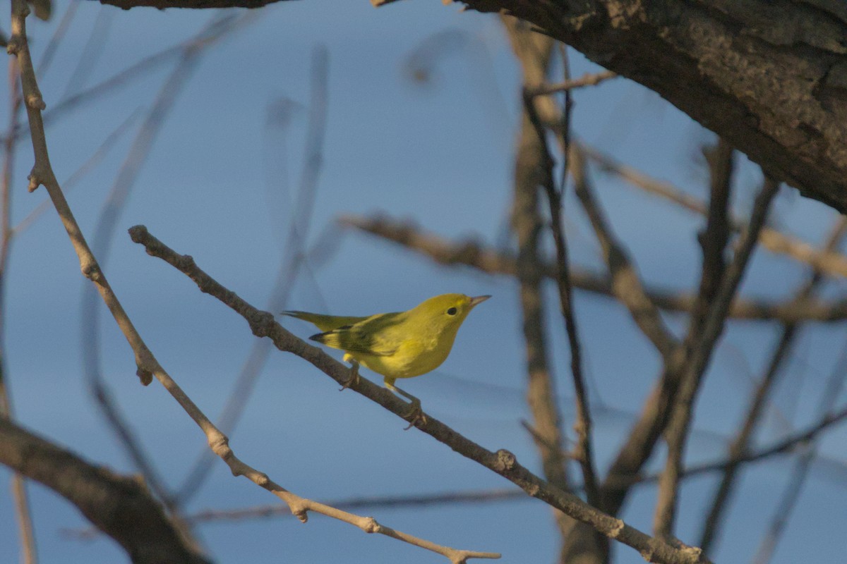 Yellow Warbler - ML639502155
