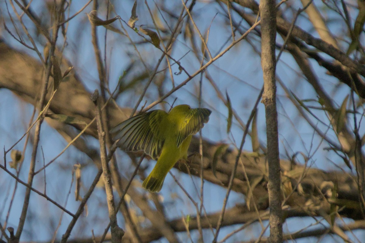 Yellow Warbler - ML639502157