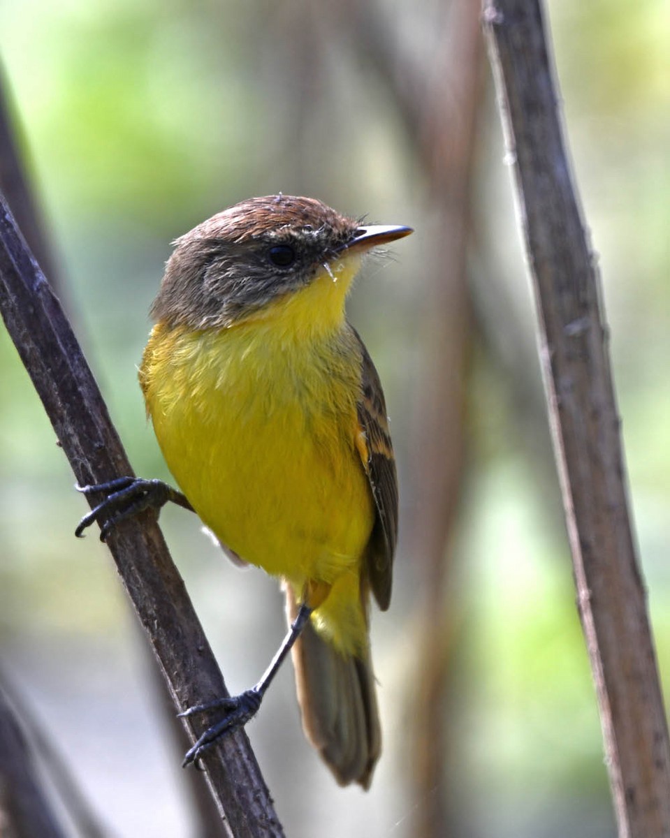 Ticking Doradito - ML639502171