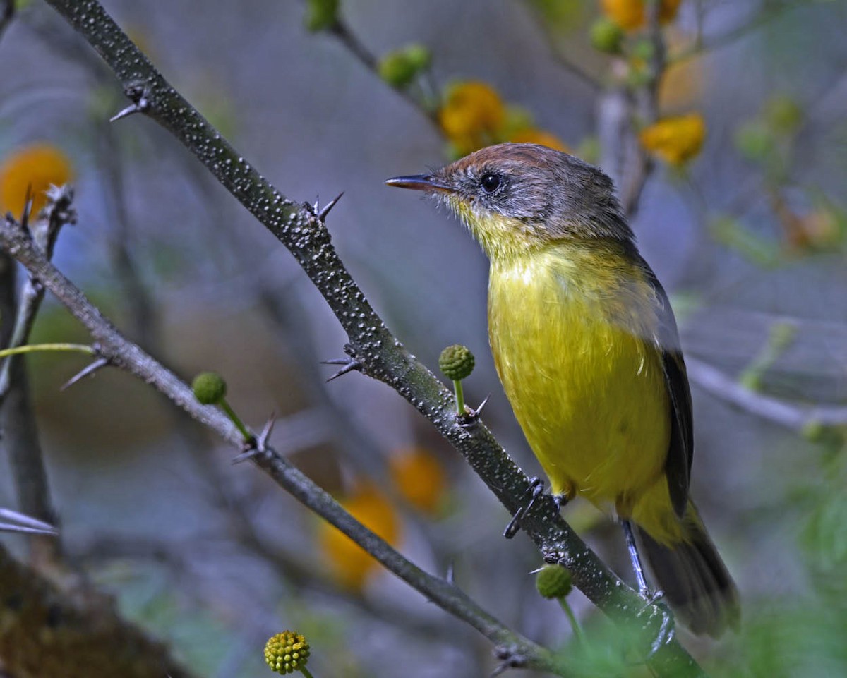 Ticking Doradito - ML639502172