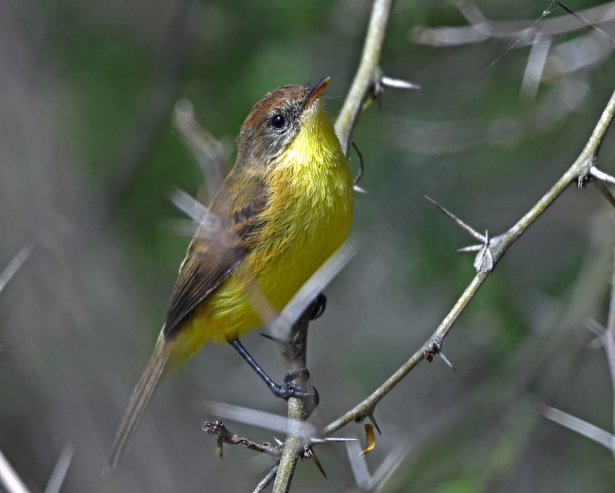 Ticking Doradito - ML639502173