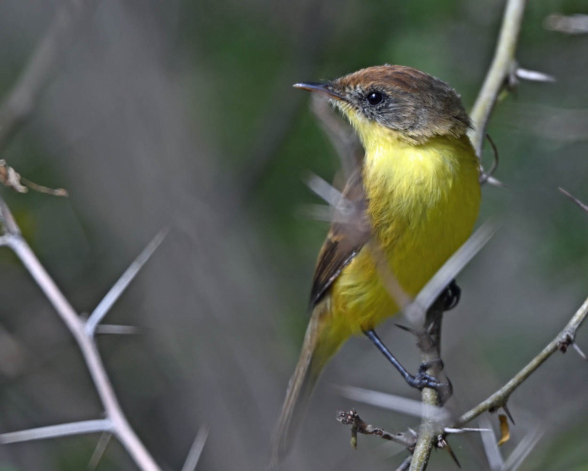 Ticking Doradito - ML639502174