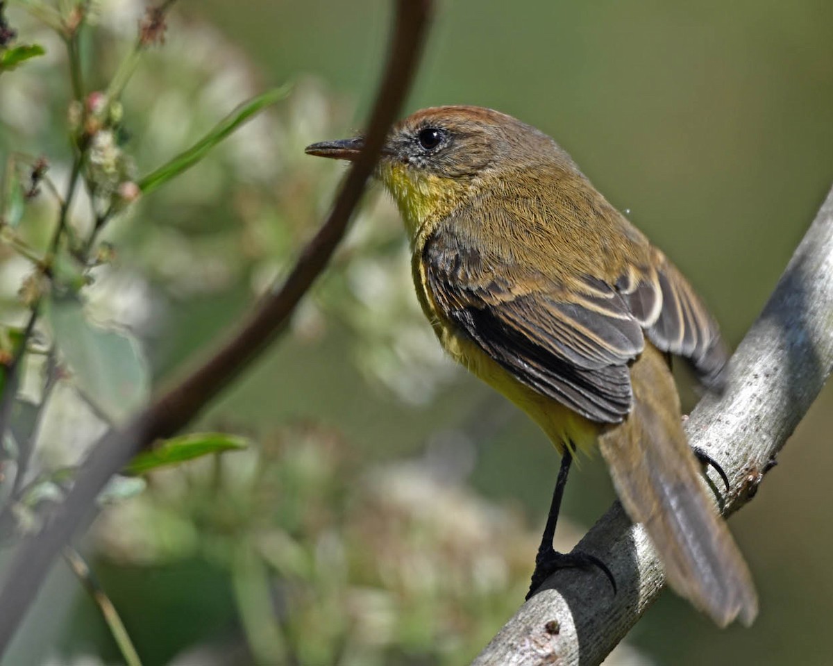 Ticking Doradito - ML639502175