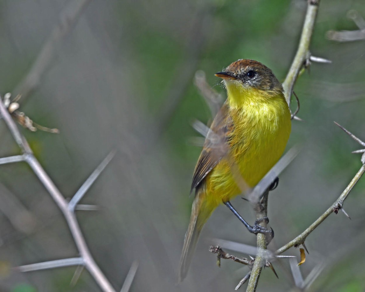 Ticking Doradito - ML639502176