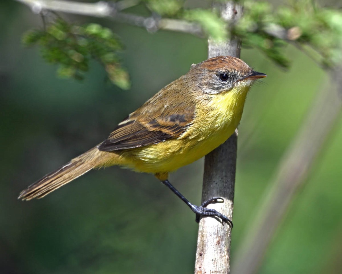 Ticking Doradito - ML639502177