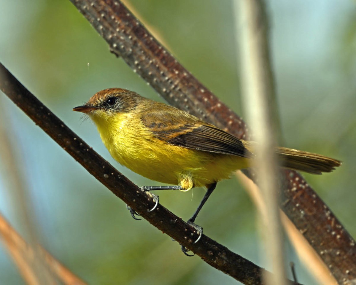 Ticking Doradito - ML639502178