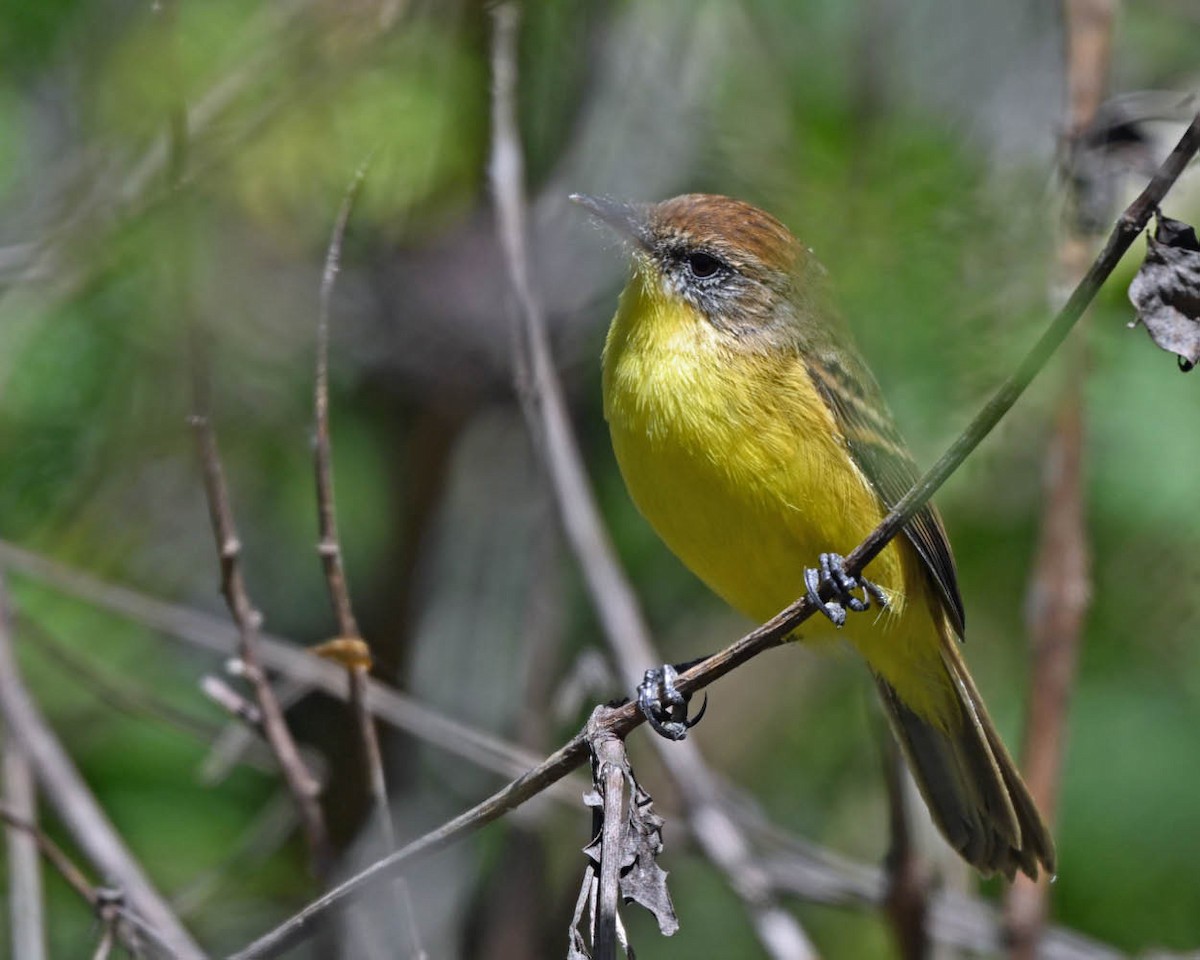 Ticking Doradito - ML639502179