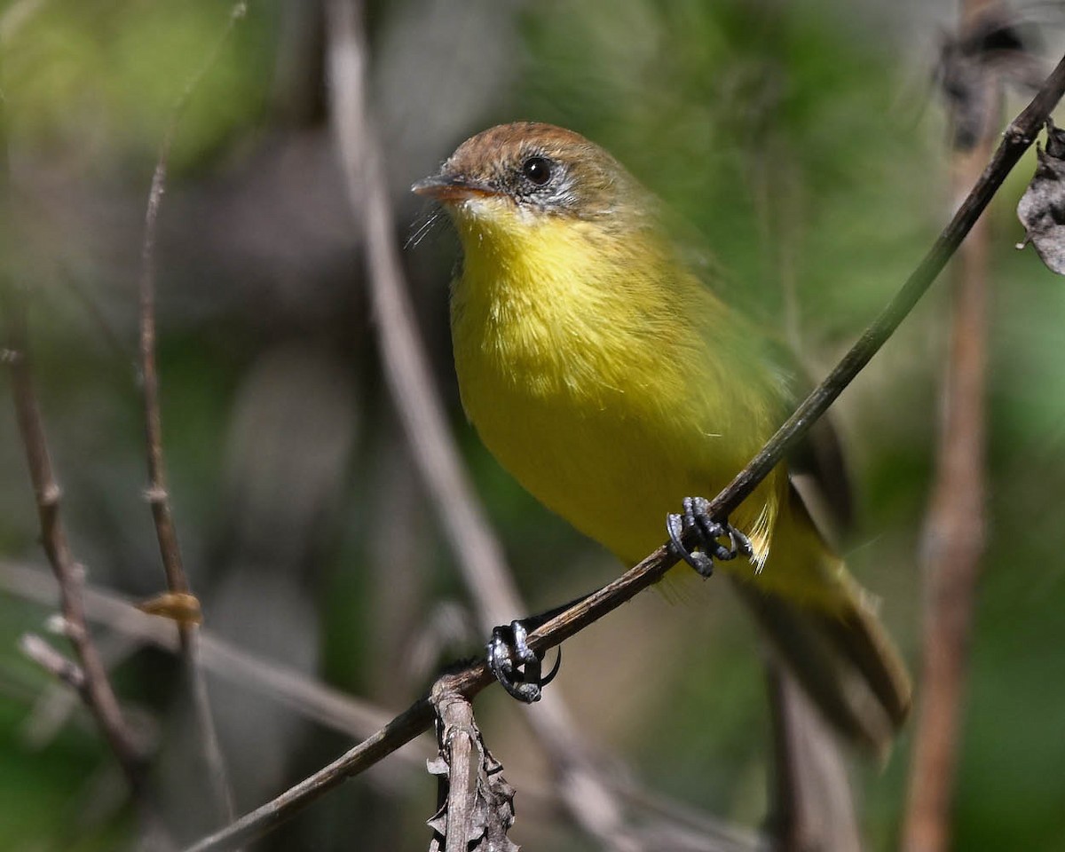 Ticking Doradito - ML639502180