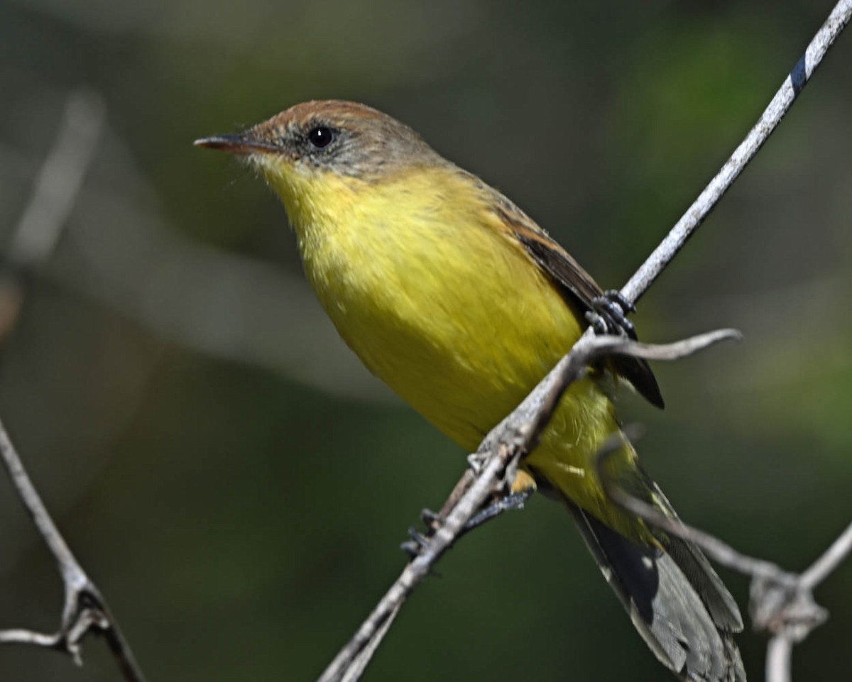 Ticking Doradito - ML639502181