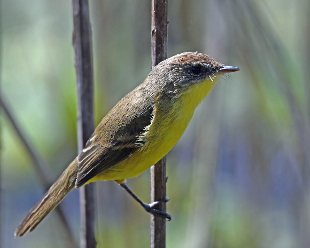 Ticking Doradito - ML639502182