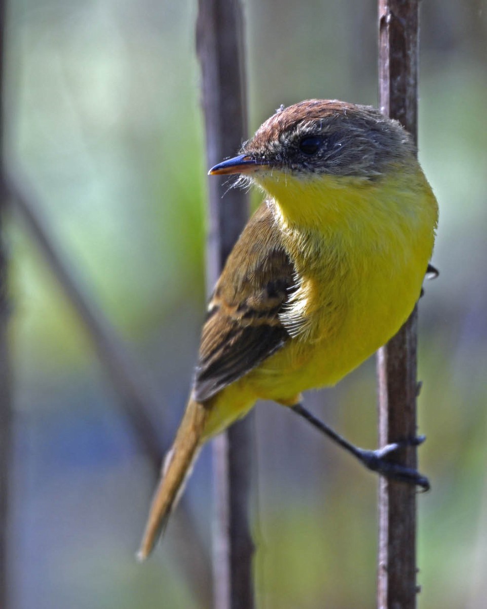 Ticking Doradito - ML639502185