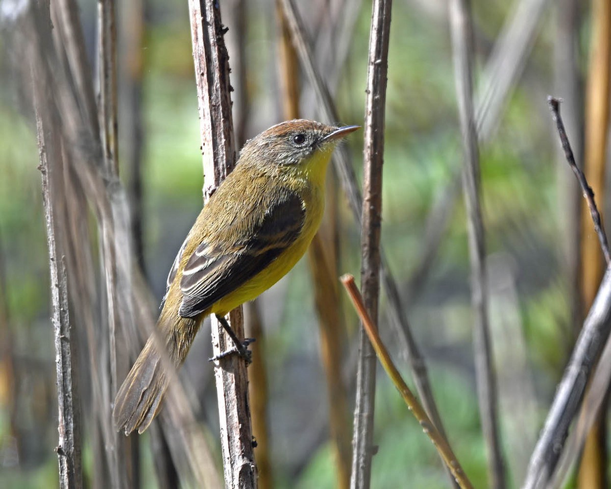 Ticking Doradito - ML639502186