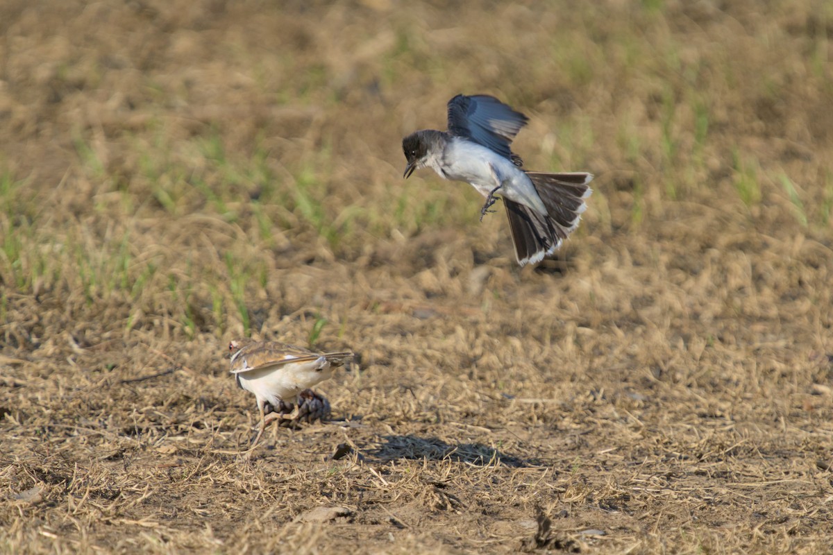 Killdeer - ML639502203