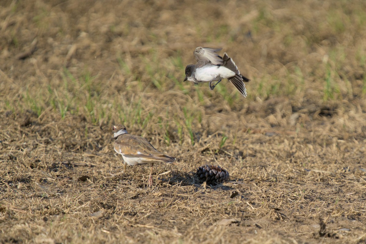 Killdeer - ML639502204
