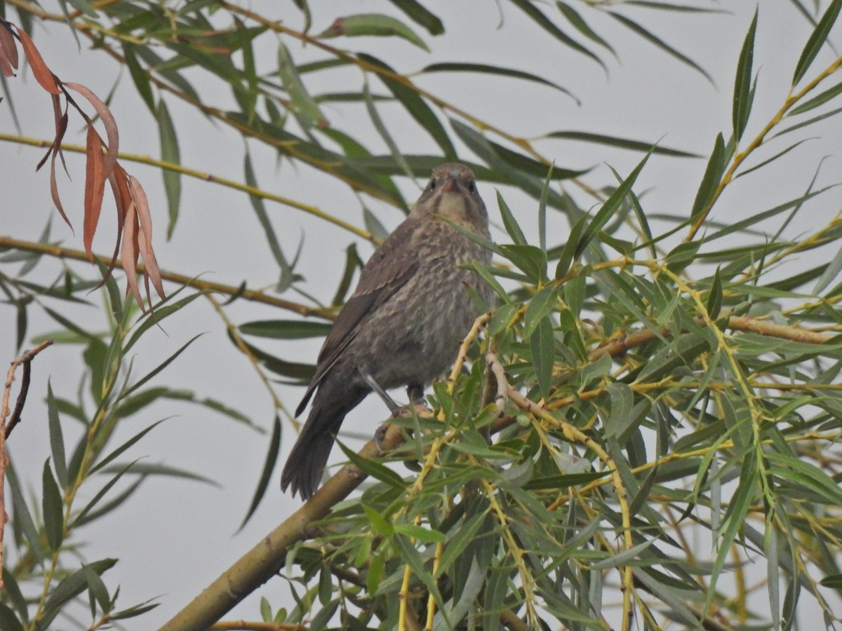 Red-winged Blackbird - ML639502205