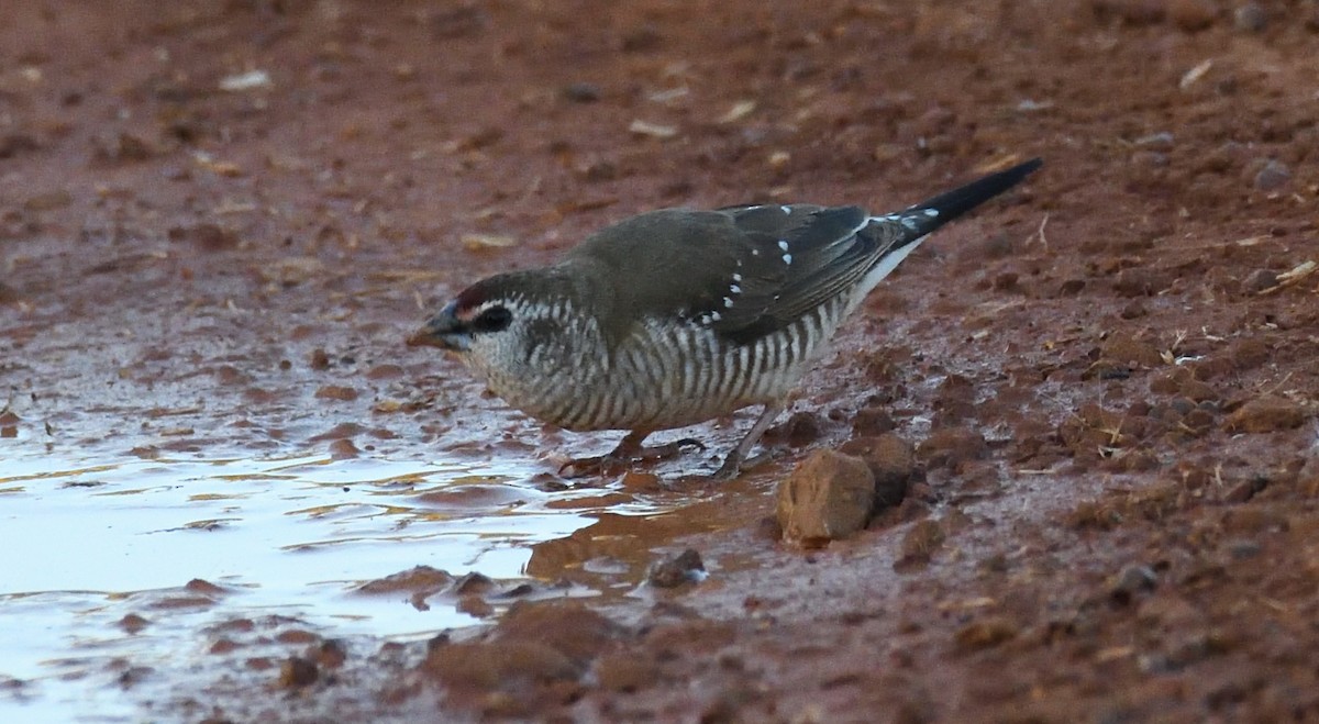Plum-headed Finch - ML639502211