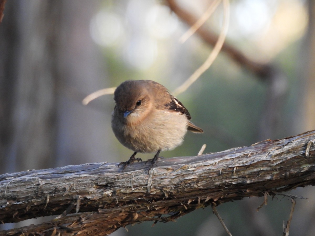 Dusky Robin - ML639502253