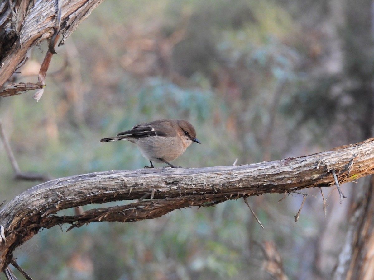 Dusky Robin - ML639502254