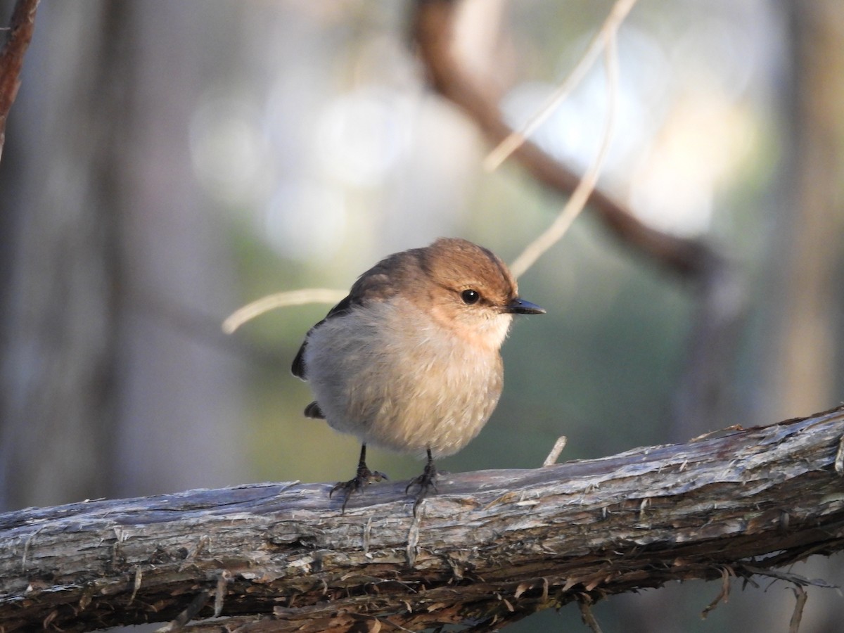 Dusky Robin - ML639502255