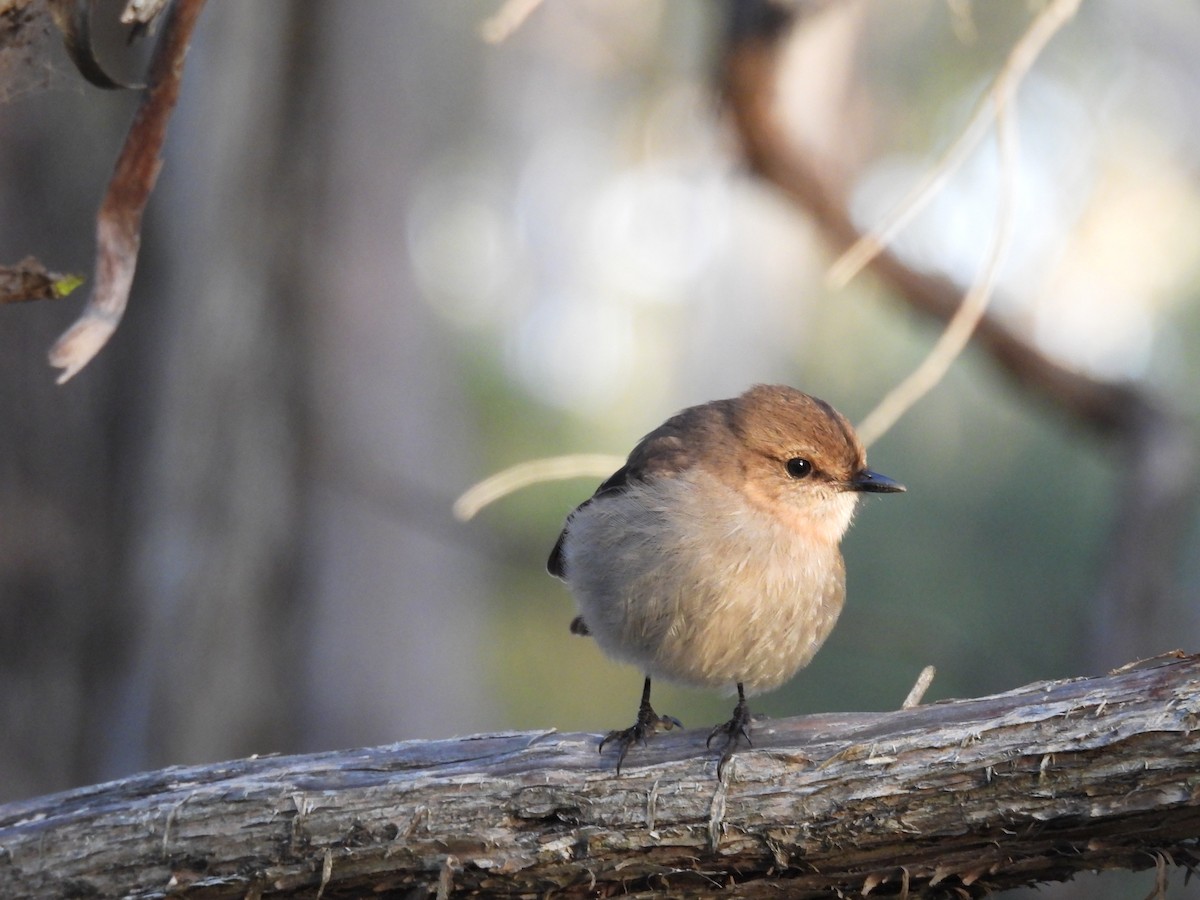 Dusky Robin - ML639502256