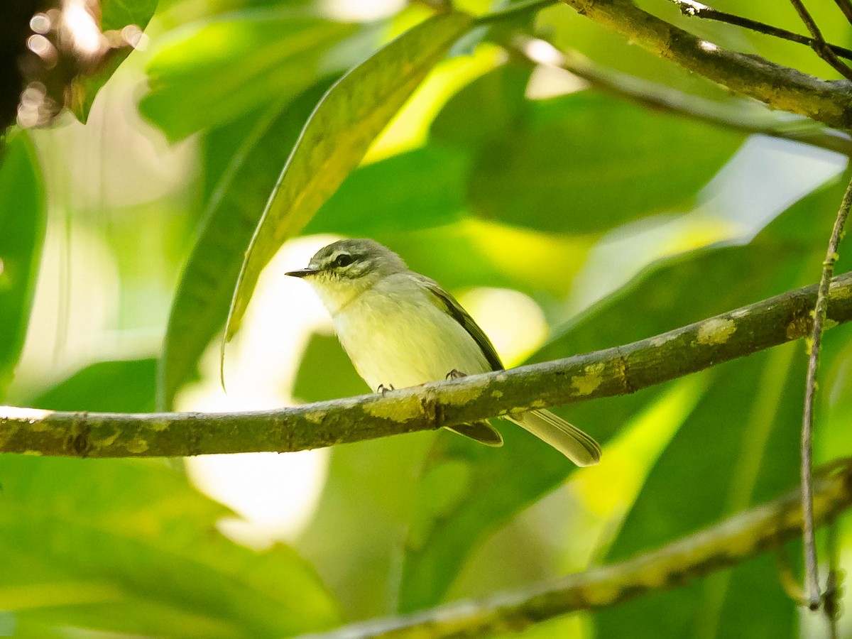 Alagoas Tyrannulet - ML639502290