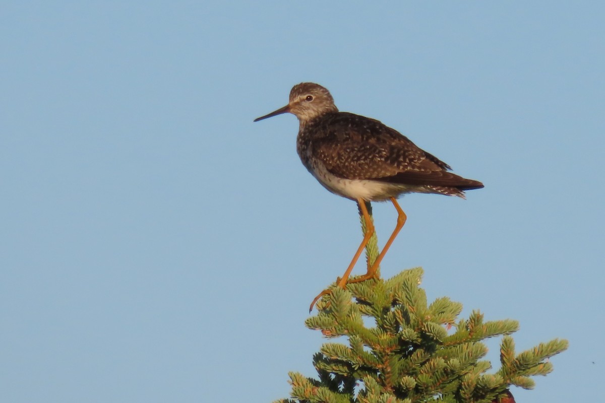 Lesser Yellowlegs - ML639502300