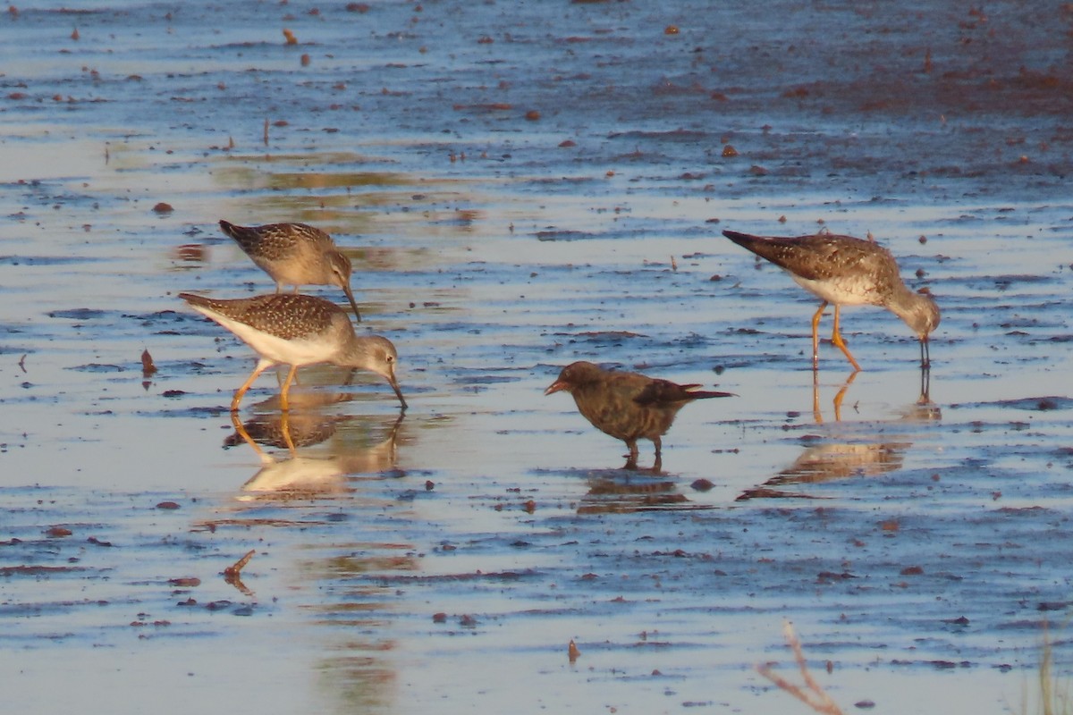 Lesser Yellowlegs - ML639502301