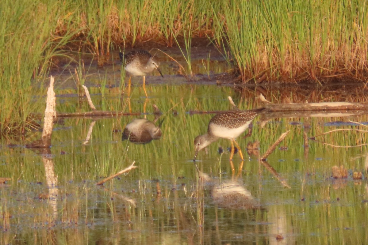 Lesser Yellowlegs - ML639502302
