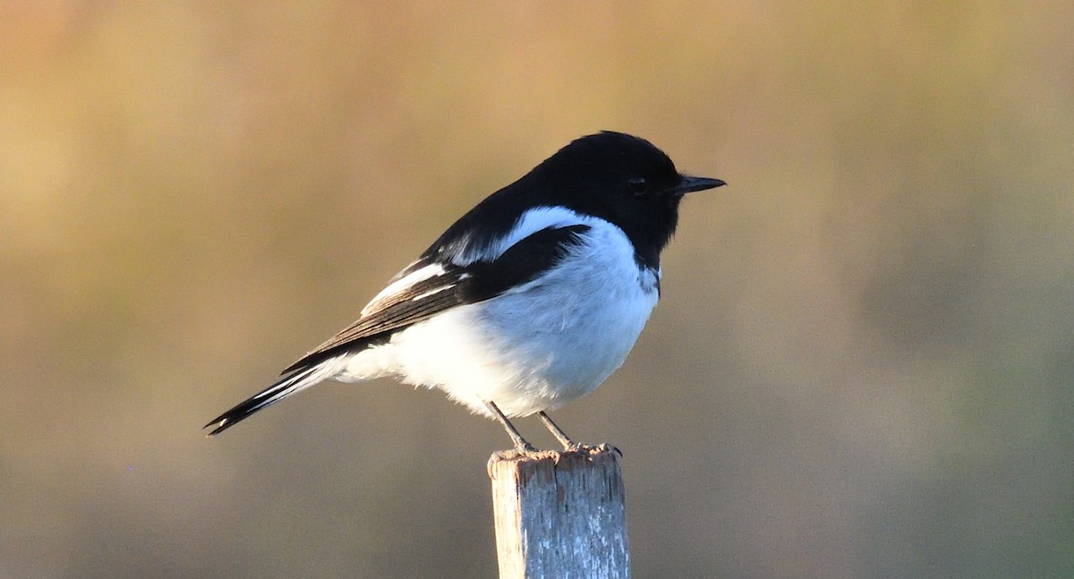 Hooded Robin - ML639502349