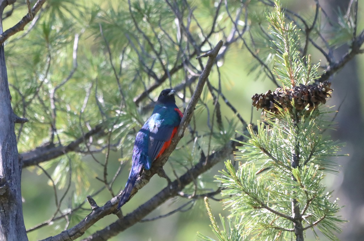 Eared Quetzal - ML639502391