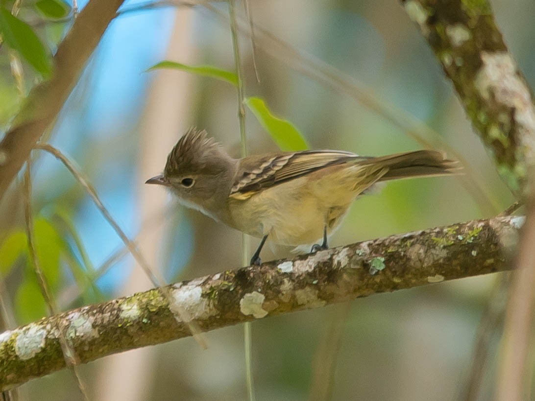 Yellow-bellied Elaenia - ML639502392