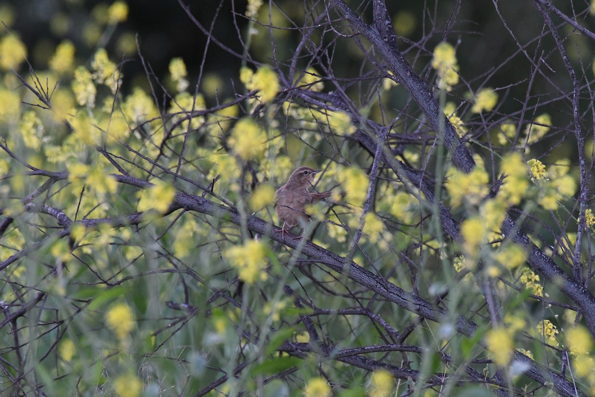Rufous Songlark - ML639502418