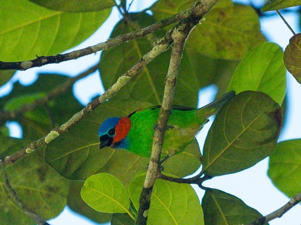 Red-necked Tanager - ML639502469